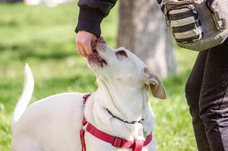 Real-World Dog Training: How to Stop Yelling and Start Communicating