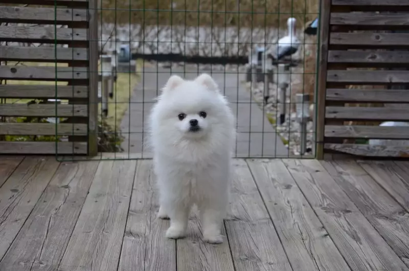 The Raw Truth About Toy Poms: Personality, Care, and Tiny-Dog Realities