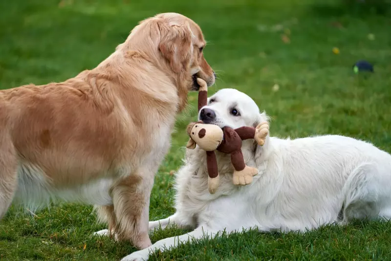 The Honest Guide to Dog Toys: What Actually Works (and What's Dangerous)