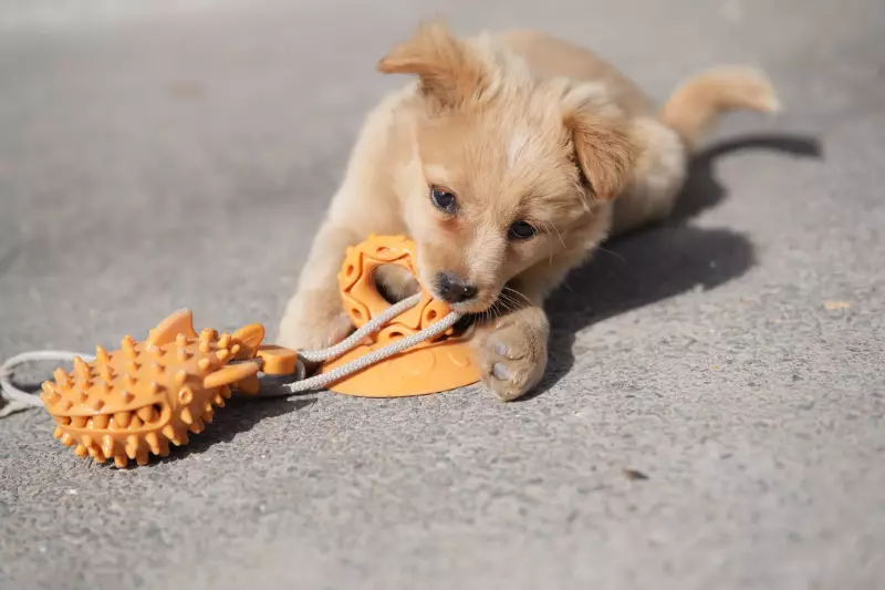 Beyond the Squeaker: What Veterinary Behaviorists Wish You Knew About Choosing Dog Toys
