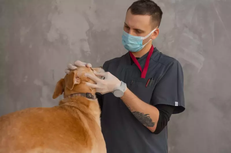 Inside the Mind of a Veterinary Behaviorist: Why Training Alone Won't Fix Your Pet's Deepest Fears