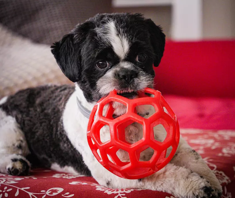 Beyond the Squeak: A No-Nonsense Guide to Dog Toys That Actually Last